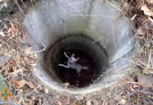 В Павлограде спасли собаку