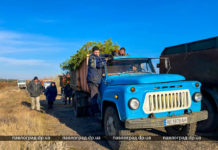 В Павлограде начали монтировать новогоднюю ёлку (ФОТО)