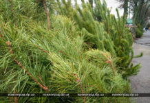 В Павлограде стартовала продажа елок и новогодних украшений