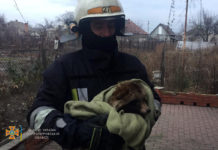 В Павлограде спасли енота