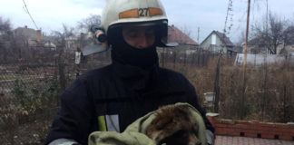 В Павлограде спасли енота