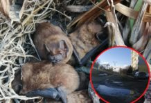 В Павлограде спасли маленьких рукокрылых