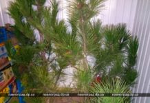 Праздник приближается: в Павлограде начинается продажа елок