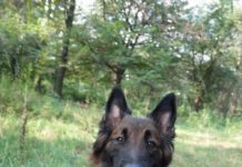 Павлоградские кинологи нашли тело девушки, пропавшей несколько месяцев назад