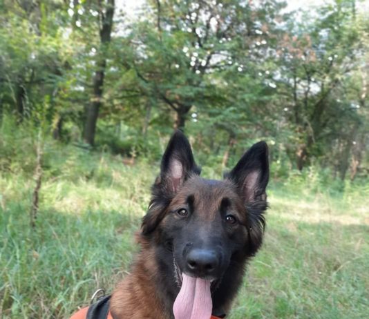 Павлоградские кинологи нашли тело девушки, пропавшей несколько месяцев назад