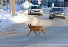Павлоградец попал в кювет, спасая собаку
