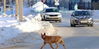 Павлоградец попал в кювет, спасая собаку