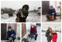 В Павлограде рассказали об итогах работы муниципального приюта для животных