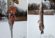 На реке Волчья попадается «щучья чума»