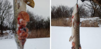 На реке Волчья попадается «щучья чума»