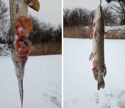 На реке Волчья попадается «щучья чума»