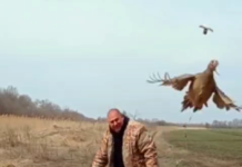 На Павлоградщині випустили у природу 80 фазанів (ВІДЕО)