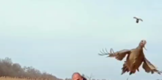 На Павлоградщині випустили у природу 80 фазанів (ВІДЕО)