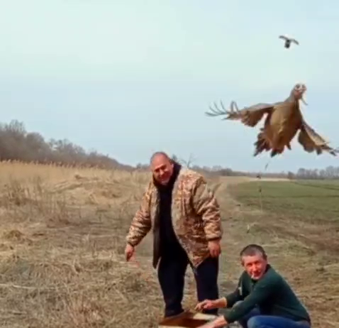 На Павлоградщині випустили у природу 80 фазанів (ВІДЕО)
