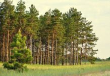 На Дніпропетровщині заборонили відвідувати ліси