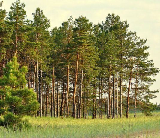 На Дніпропетровщині заборонили відвідувати ліси