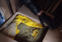 У мешканця Юріївщини вилучили чимало канабісу