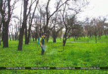 У Павлограді обробляють парки від кліщів: де не бажано гуляти