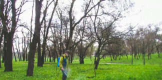 У Павлограді обробляють парки від кліщів: де не бажано гуляти