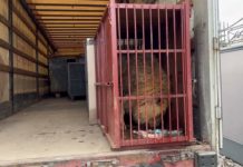 «Киська, потерпи»: евакуюють диких тварин з Екопарку Фельдмана (ВІДЕО)