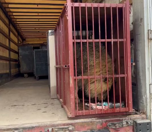 «Киська, потерпи»: евакуюють диких тварин з Екопарку Фельдмана (ВІДЕО)