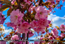 У Павлограді квітнуть сакури (ФОТОФАКТ)