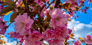 У Павлограді квітнуть сакури (ФОТОФАКТ)
