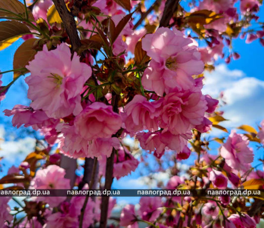 У Павлограді квітнуть сакури (ФОТОФАКТ)
