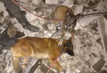 Павлоградські собаки-рятувальники працювали на завалах після ракетних обстрілів (ФОТО)