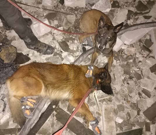 Павлоградські собаки-рятувальники працювали на завалах після ракетних обстрілів (ФОТО)