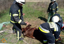 У Павлограді рятували теля (ФОТО)