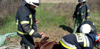 У Павлограді рятували теля (ФОТО)