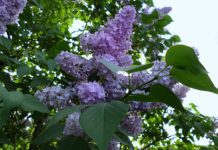 Чи будуть цьогоріч травневі вихідні?