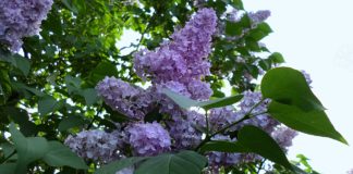 Чи будуть цьогоріч травневі вихідні?