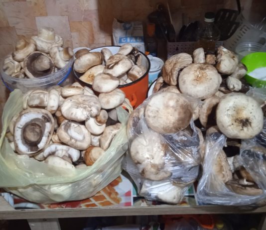 У Павлограді назбирали гігантських грибів (ФОТО)