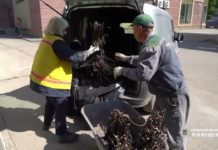 У Павлограді квітнутимуть троянди з українського Донбасу (ВІДЕО)