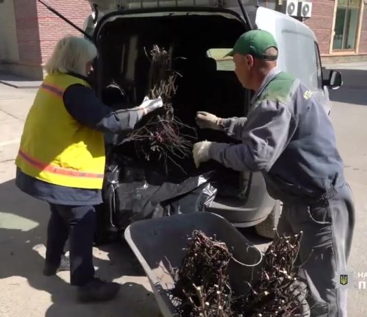У Павлограді квітнутимуть троянди з українського Донбасу (ВІДЕО)