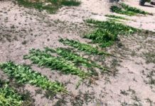 Тернівчанин висадив вдома плантацію конопель