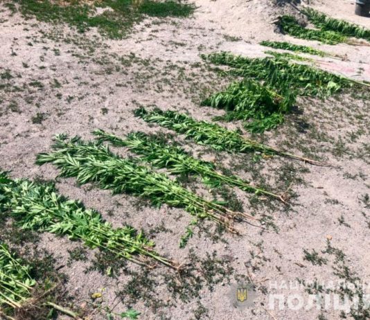 Тернівчанин висадив вдома плантацію конопель