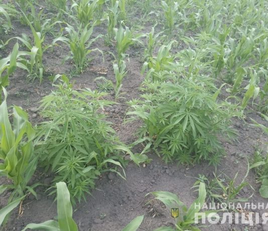Біля Павлограда вирощували заборонений «врожай»
