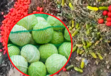 Фермери з Мелітополя і Херсона змушені викидати тонни овочів на смітник (ВІДЕО)