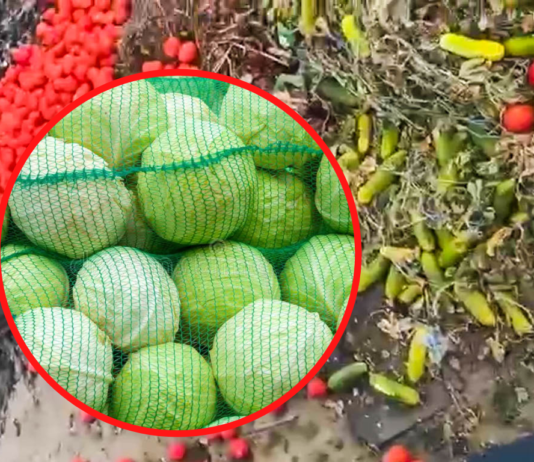 Фермери з Мелітополя і Херсона змушені викидати тонни овочів на смітник (ВІДЕО)