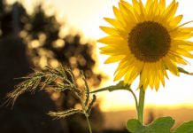 На павлоградців чекає спекотний тиждень: яку температуру прогнозують