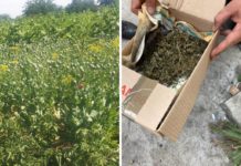 Три павлоградця посіяли незаконний врожай