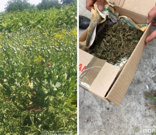 Три павлоградця посіяли незаконний врожай