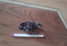 У Павлограді жителів зйомної квартири «атакують» таргани