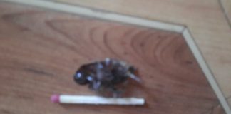 У Павлограді жителів зйомної квартири «атакують» таргани