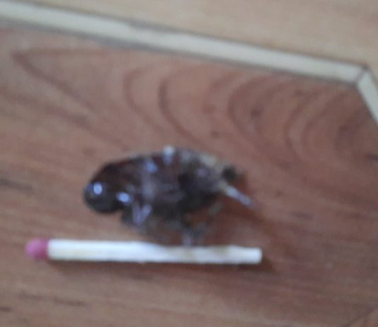 У Павлограді жителів зйомної квартири «атакують» таргани