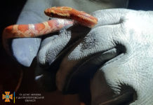 У Дніпрі спіймали в квартирі рідкісного плазуна