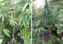 Павлоградець ростив коноплі серед городини